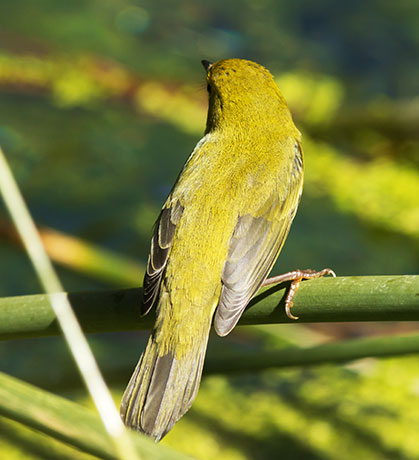 Wilson's Warbler Wilsonia pusilla