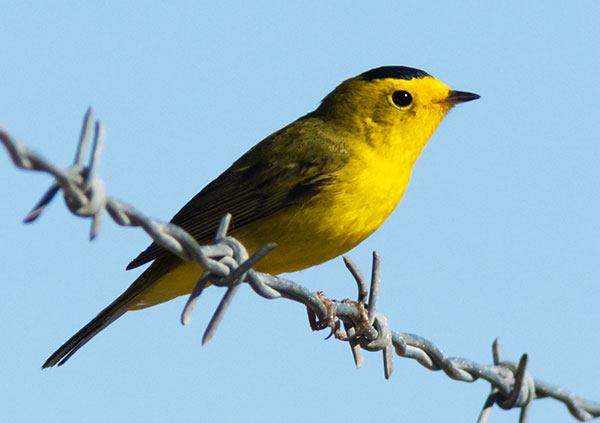 Wilson's Warbler Wilsonia pusilla