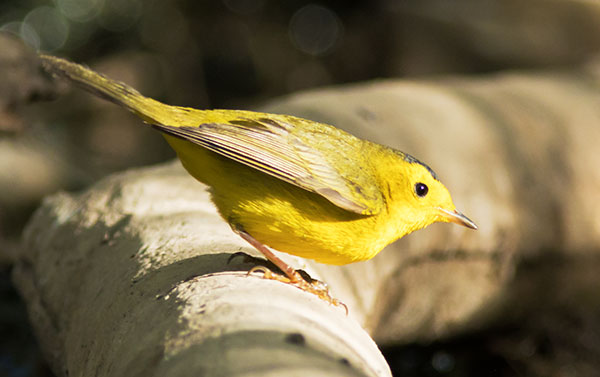 Wilson's Warbler Wilsonia pusilla