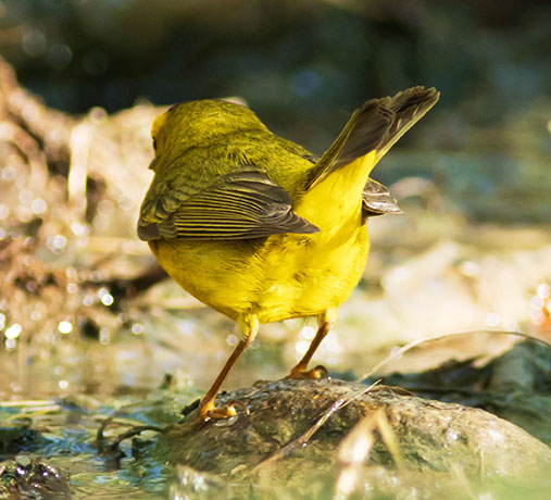 Wilson's Warbler Wilsonia pusilla