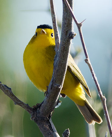 Wilson's Warbler Wilsonia pusilla