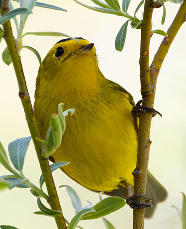 Wilson's Warbler Wilsonia pusilla