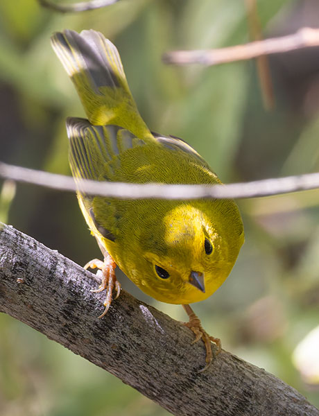Wilson's Warbler Wilsonia pusilla