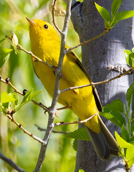 Wilson's Warbler Wilsonia pusilla