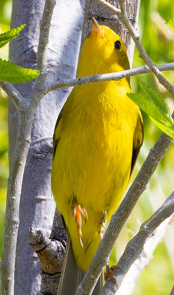 Wilson's Warbler Wilsonia pusilla
