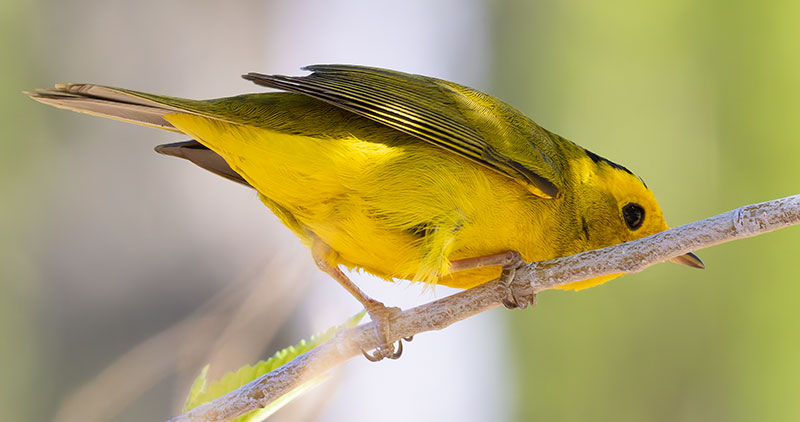 Wilson's Warbler Wilsonia pusilla