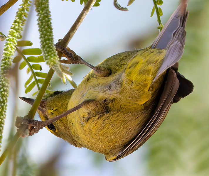 Wilson's Warbler Wilsonia pusilla
