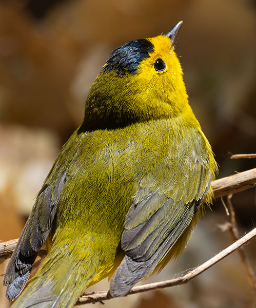 Wilson's Warbler Wilsonia pusilla