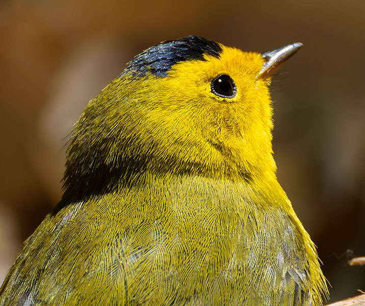 Wilson's Warbler Wilsonia pusilla