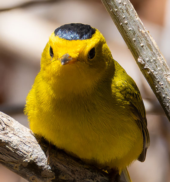 Wilson's Warbler Wilsonia pusilla
