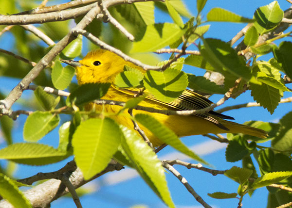 Yellow Warbler Dendroica petechia