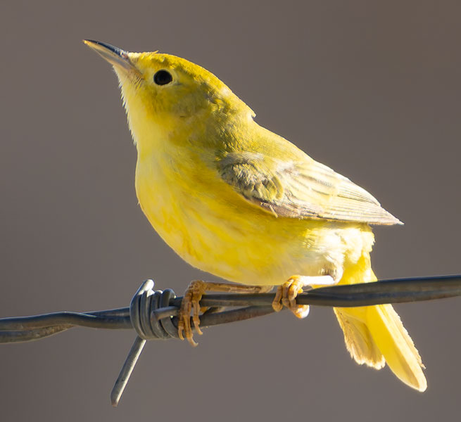 Yellow Warbler Dendroica petechia