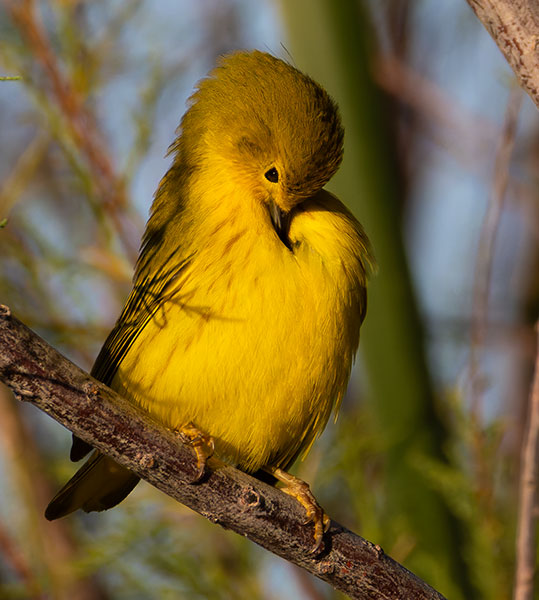 Yellow Warbler Dendroica petechia