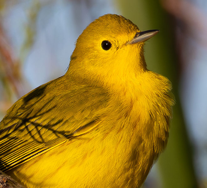 Yellow Warbler Dendroica petechia