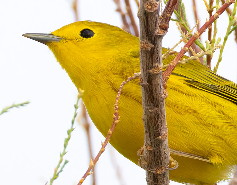 Yellow Warbler Dendroica petechia