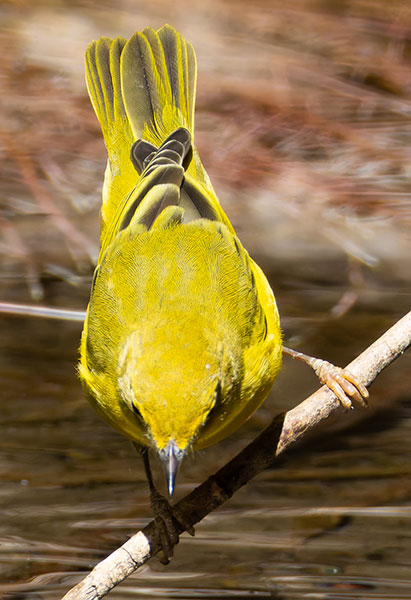 Yellow Warbler Dendroica petechia