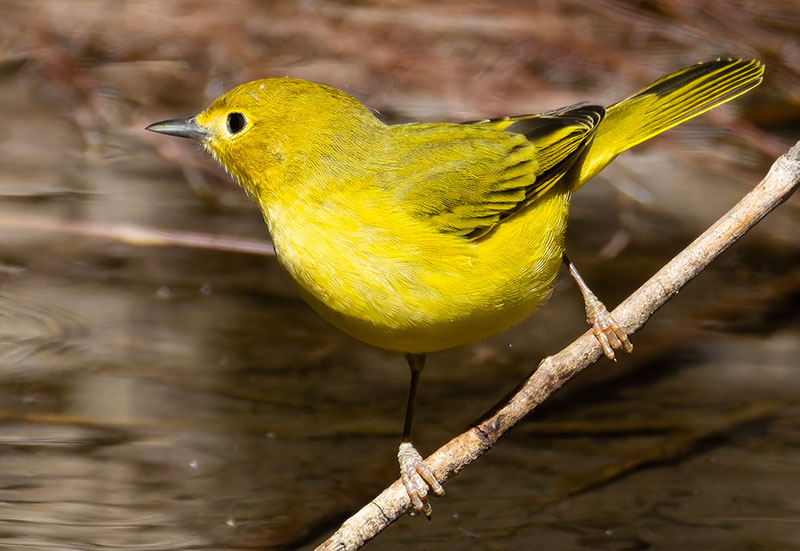 Yellow Warbler Dendroica petechia