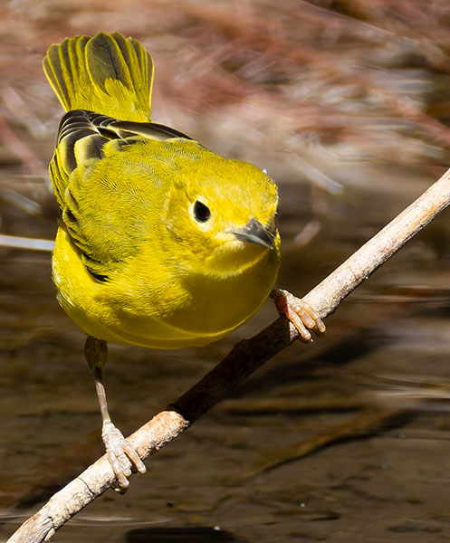 Yellow Warbler Dendroica petechia