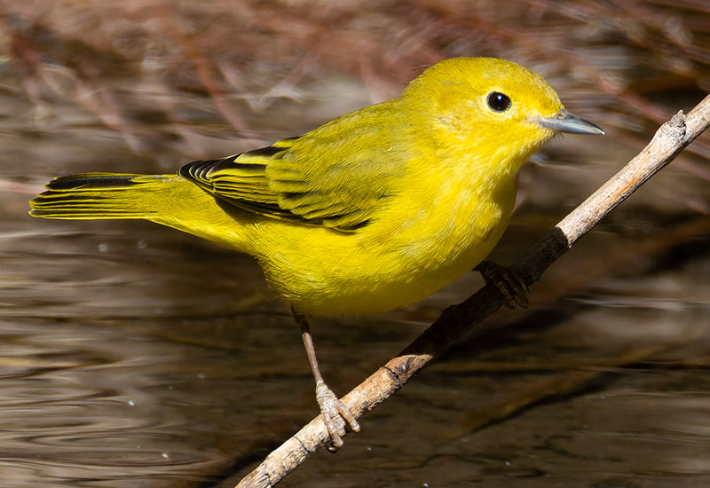 Yellow Warbler Dendroica petechia