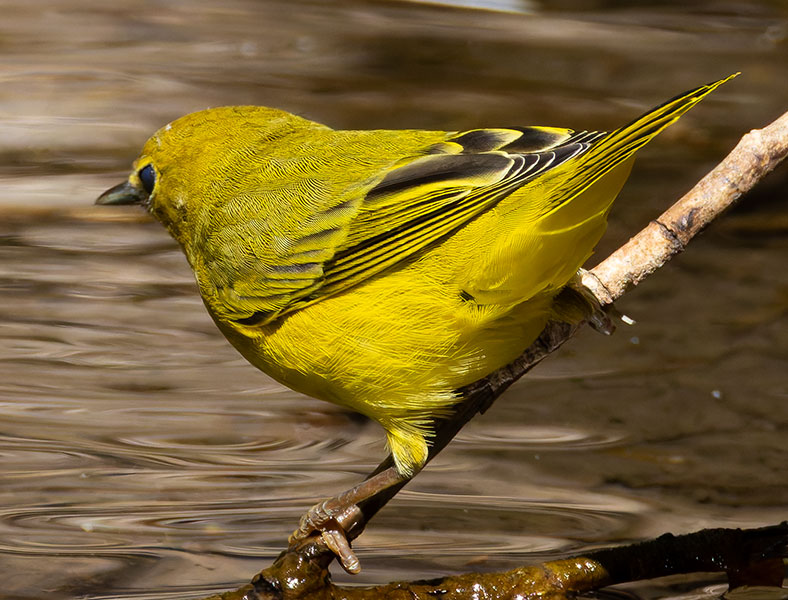 Yellow Warbler Dendroica petechia
