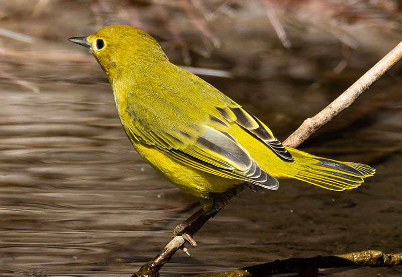 Yellow Warbler Dendroica petechia