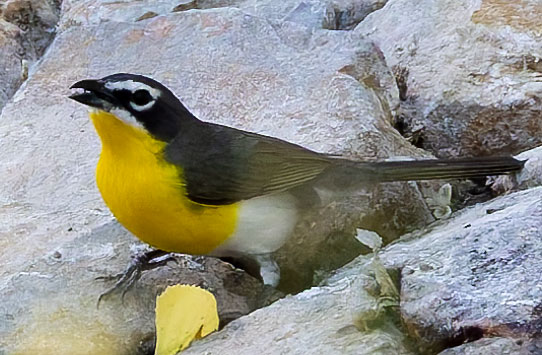 Yellow-breasted Chat Icteria virens