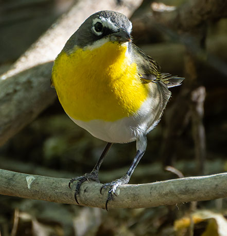 Yellow-breasted Chat Icteria virens
