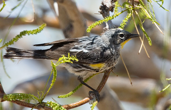 Yellow-rumped Warbler Audubon's Dendroica coronata