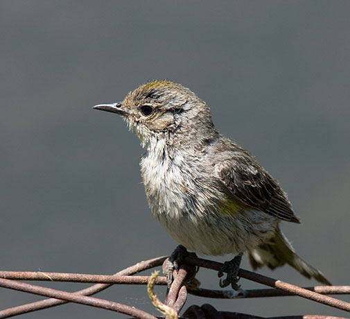 Yellow-rumped Warbler Audubon's Dendroica coronata