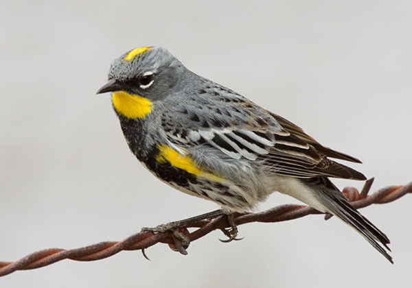 Yellow-rumped Warbler Audubon's Dendroica coronata