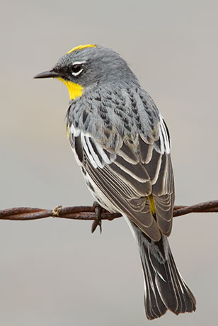 Yellow-rumped Warbler Audubon's Dendroica coronata