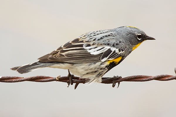 Yellow-rumped Warbler Audubon's Dendroica coronata
