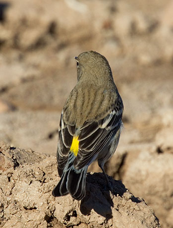 Yellow-rumped Warbler Audubon's Dendroica coronata