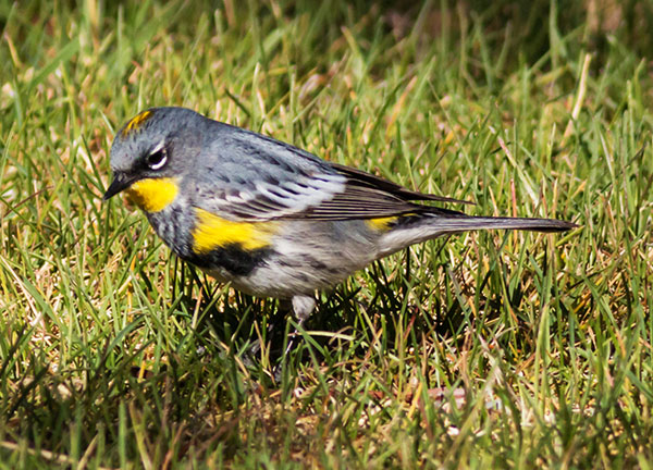 Yellow-rumped Warbler Audubon's Dendroica coronata