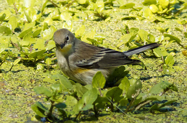 Yellow-rumped Warbler Dendroica coronata