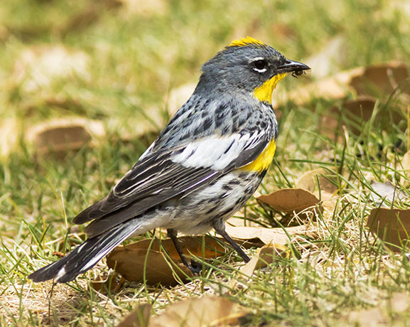 Yellow-rumped Warbler Dendroica coronata