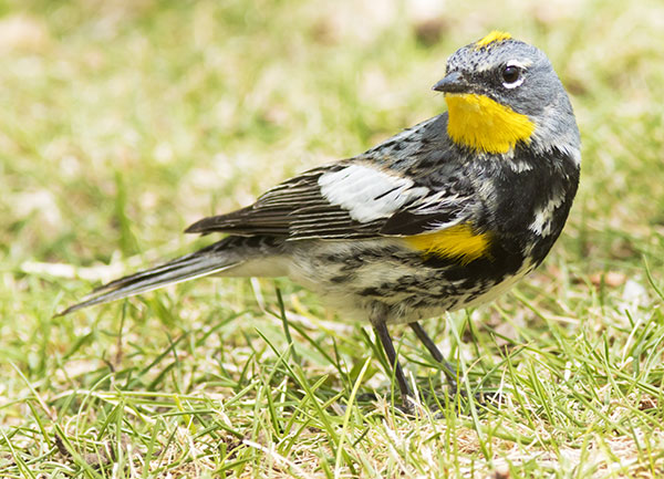 Yellow-rumped Warbler Dendroica coronata