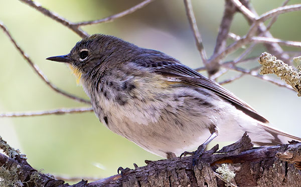 Yellow-rumped Warbler Dendroica coronata