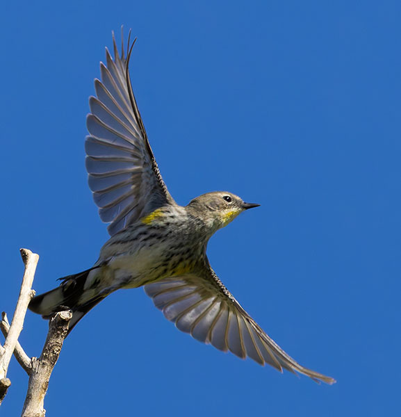 Yellow-rumped Warbler Dendroica coronata