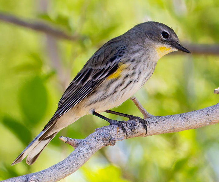 Yellow-rumped Warbler Dendroica coronata