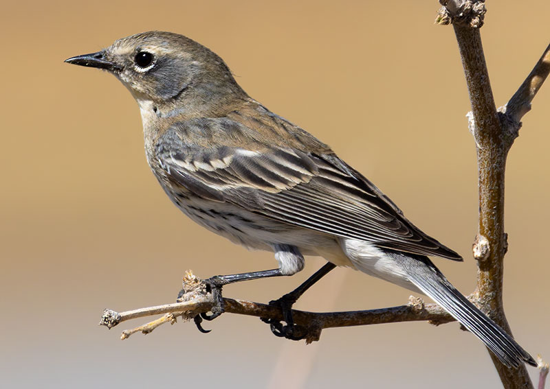 Yellow-rumped Warbler Dendroica coronata