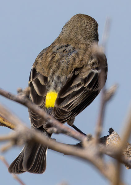Yellow-rumped Warbler Dendroica coronata