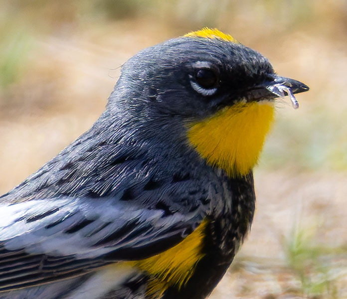 Yellow-rumped Warbler Dendroica coronata