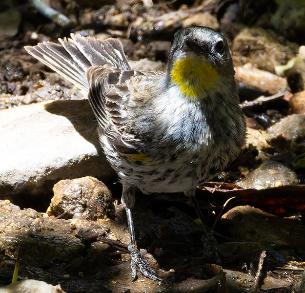 Yellow-rumped Warbler Dendroica coronata
