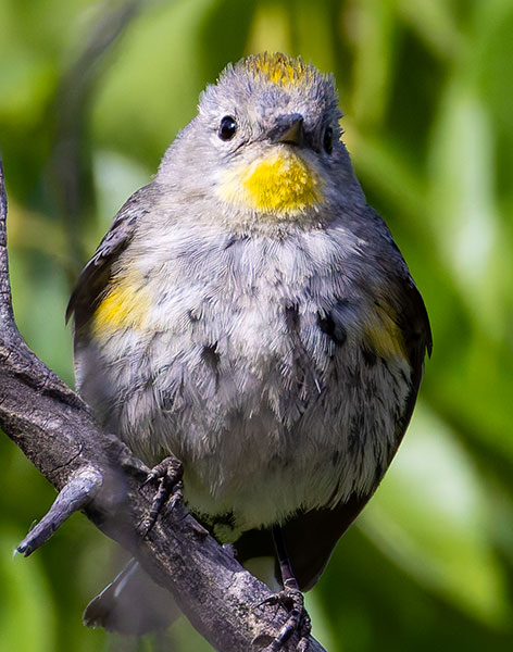 Yellow-rumped Warbler Dendroica coronata
