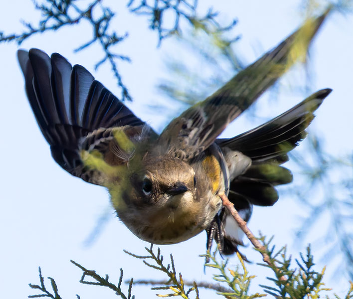 Yellow-rumped Warbler Dendroica coronata