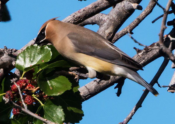 Cedar Waxwing Bombycilla cedrorum