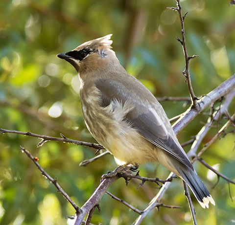 Cedar Waxwing Bombycilla cedrorum
