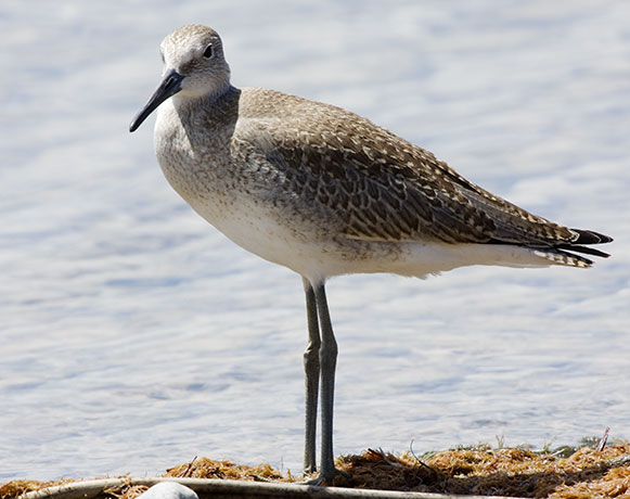 Willet Catoptrophorus semipalmatus 