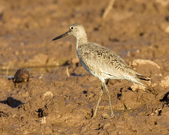 Willet Catoptrophorus semipalmatus 